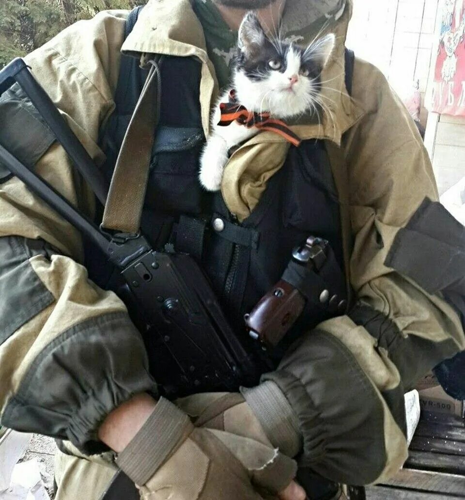 Army cat