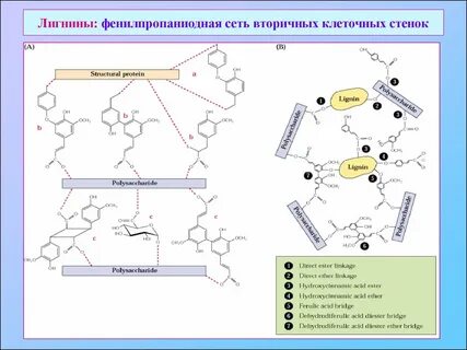 Лигнин в клеточной стенке