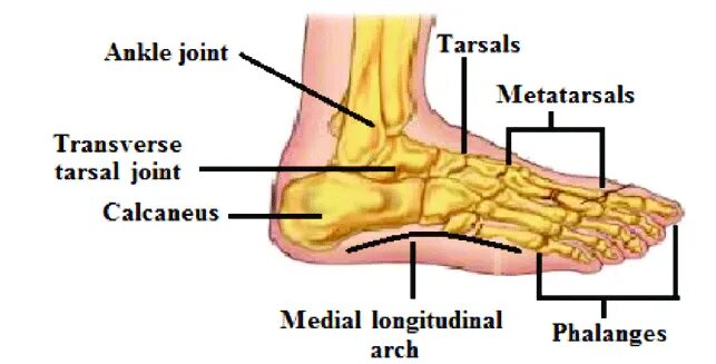 Foot parts. Parts of foot. Transverse tarsal Joint. The tarsal-Metatarsal Joint. Feet structure.