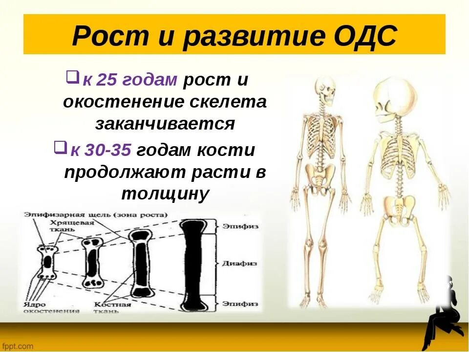 Рост скелета человека. Развитие костей. Окостеневание скелета. Масса скелета взрослого человека.