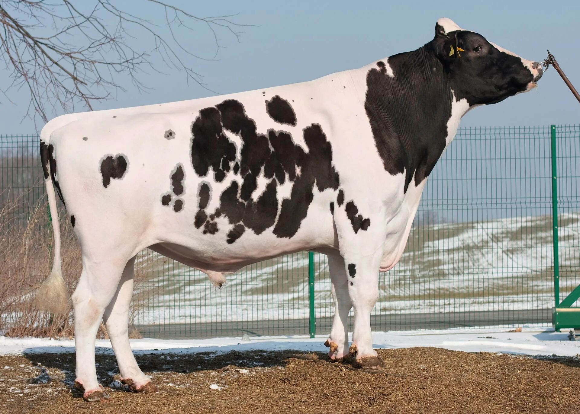 Оценка быков производителей. Селекция скота. Селекция КРС. Селекция молочных коров. Бык-производитель молочный.