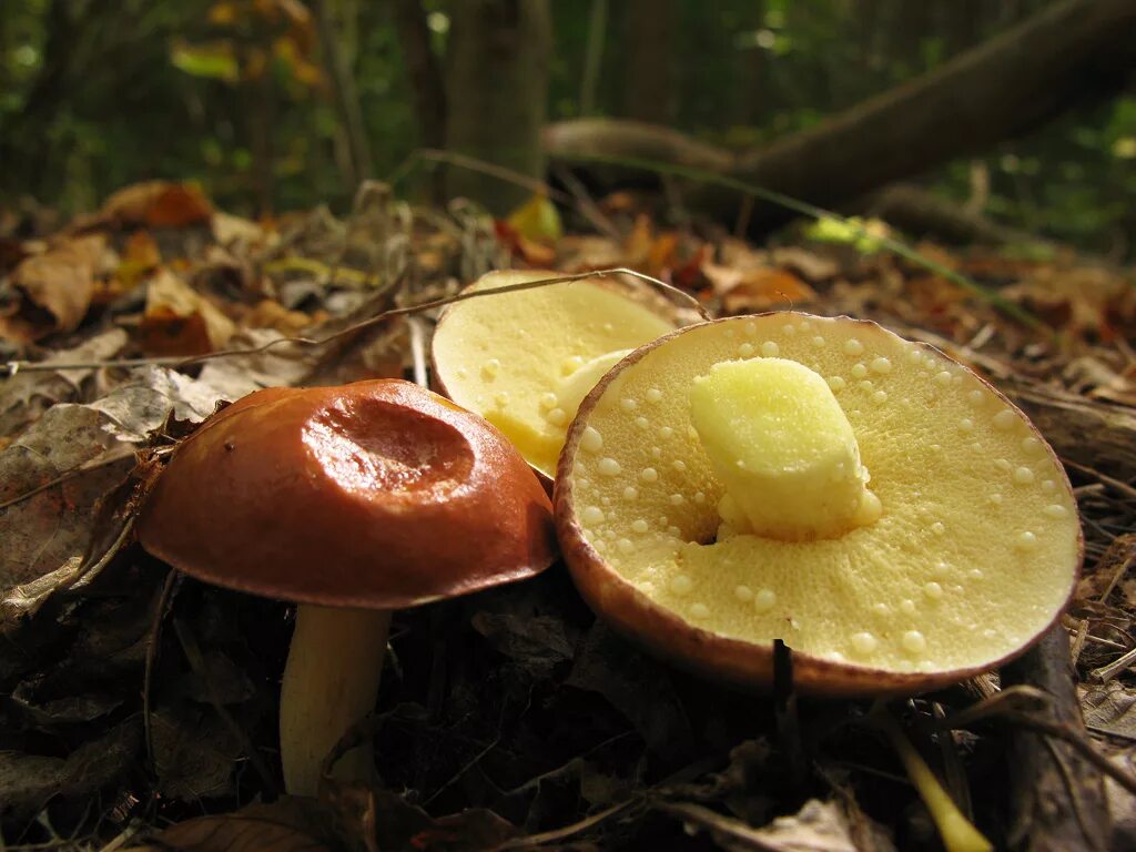 Осенние грибы маслята. Масленок гименофор. Грибы маслята. Маслята осенние. Осенние маслята фото.