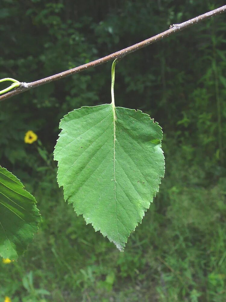 Листья березы купить. Betula papyrifera. Betula forrestii. Канадская береза листья. Березовый лист.