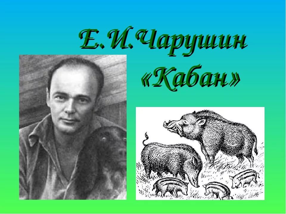 Иллюстрация к рассказу кабан Чарушин. Чарушин кабан 4 класс литературное чтение. Главный герой произведения кабан