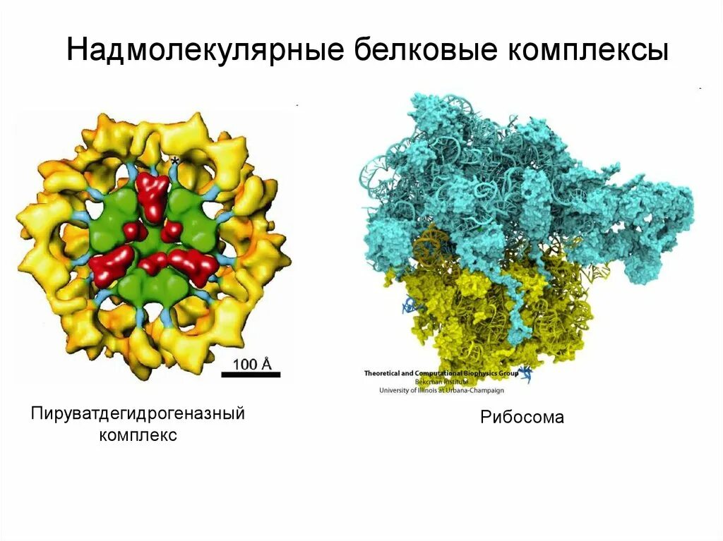 Первые белковые. Надмолекулярные белковые комплексы. Надмолекулярные структуры белков. Надмолекулярные белковые комплексы биохимия. Надмолекулярная структура.