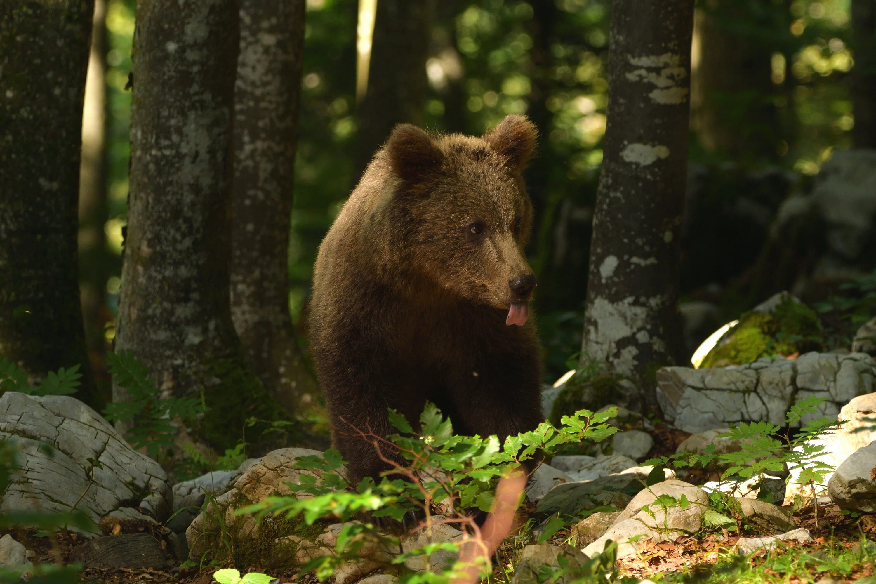 Бурый медведь в лесу. Bear in forest. Бурый медведь в тайге россии. Медведь в лесу. Медведь гризли альбинос.