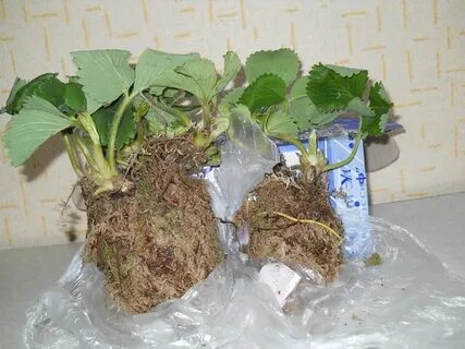 Присланные корень