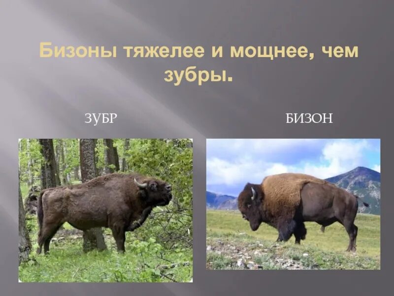 Бизон и зубр в чем разница. Бизон и зубр в чем разница