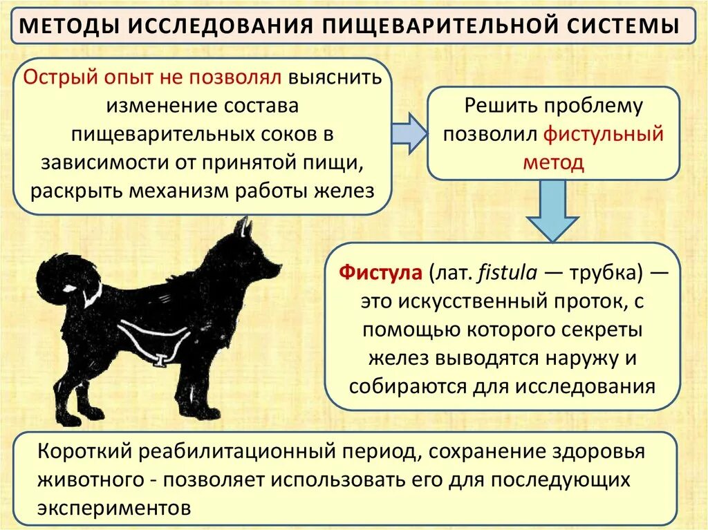 Регуляция пищеварения презентация