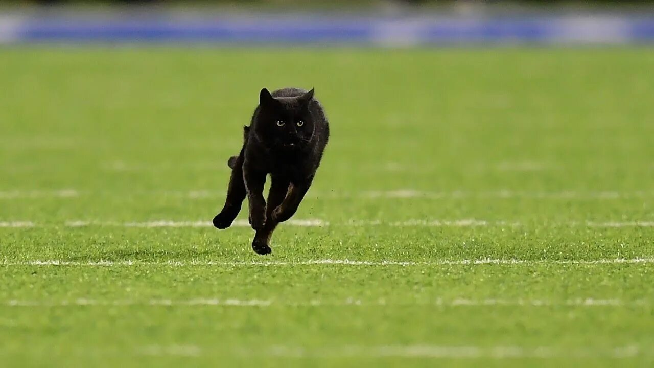 Кошка бежит. Черный кот на футбольном поле. Кошка на футбольном поле. Черный кот бежит.