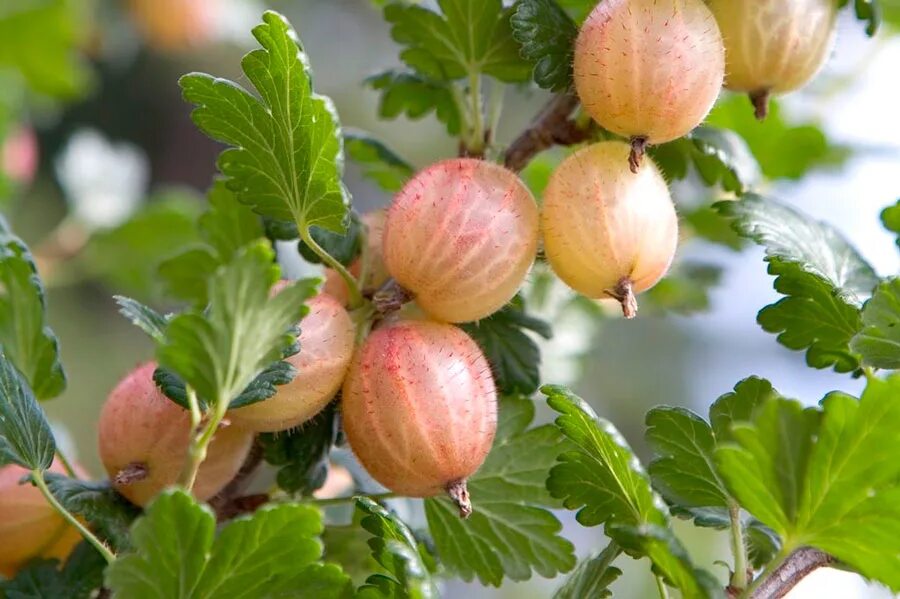 Крыжовник урожайность. Крыжовник бесшипный малахит. Крыжовник (ribes grossularia `Командор`). Крыжовник ПАКС. Крыжовник Уральский изумруд.