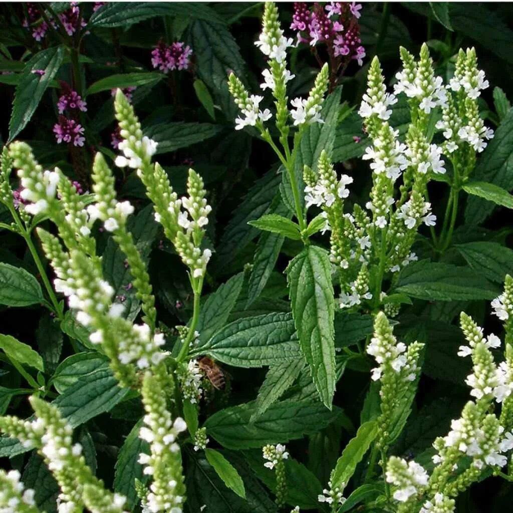 Вербена officinalis. Вербена жестколистная. Вербена соцветие. Вербена копьевидная.