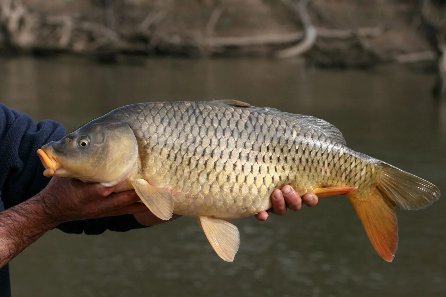 Карп месяце. Сазан (cyprinus carpio). амурский сазан. карп карполов. карп (cyprinus carpio).