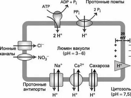 Протонная помпа