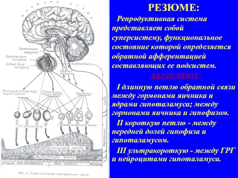 Функциональная структура регуляции репродуктивной системы. Схему регуляции менструальной функции.. Регуляция менструальной функции. Репродукция система.