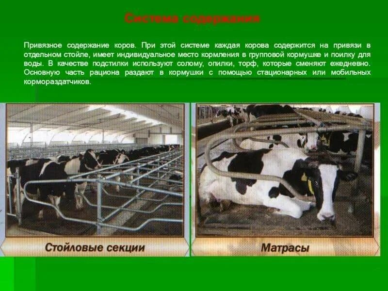 Где содержат сельскохозяйственных животных. Стойловая система содержания КРС. Стойлово пастбищная система КРС. Привязное и беспривязное содержание коров. Привязное содержание коров.