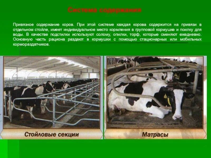Способы содержания животных