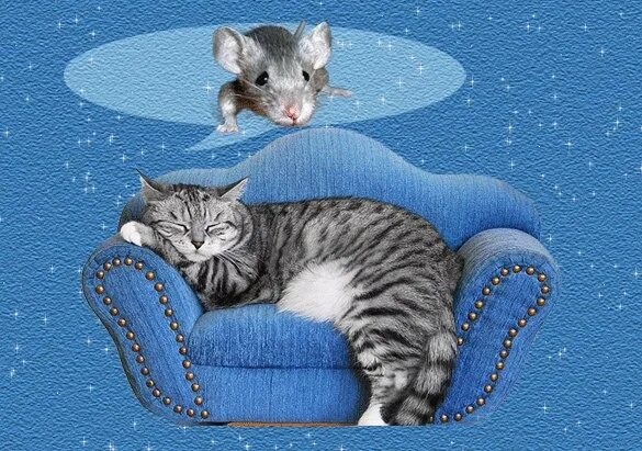 Спокойной ночи пятницы. Открытки пора отдохнуть. Котенок отдыхает. Спокойной ночи с кошками. Спокойного отпуска.