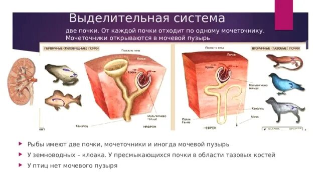 От каждой почки отходит