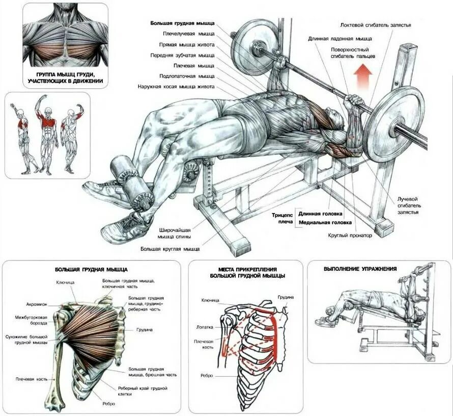 Жим штанги лежа схема тренировок. Жим штанги лежа план тренировок. Жим штанги лежа группы мышц. Схема прокачки мышц. Упражнения на развитие грудных мышц
