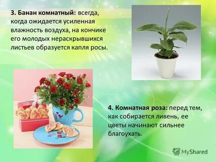 Измерение комнатных растений биология 5