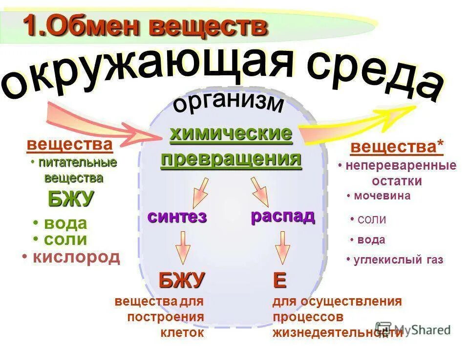 Общая схема обмена веществ в организме. Схема процесса обмена веществ. Обмен веществ и энергии в организме человека. Основной обмен.. Обмен веществ у человека схема.