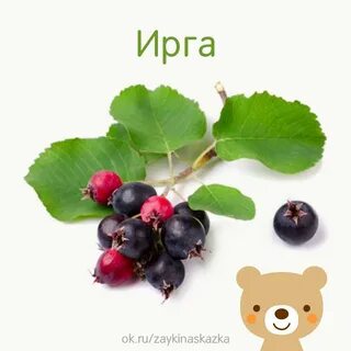 Ирга в слова