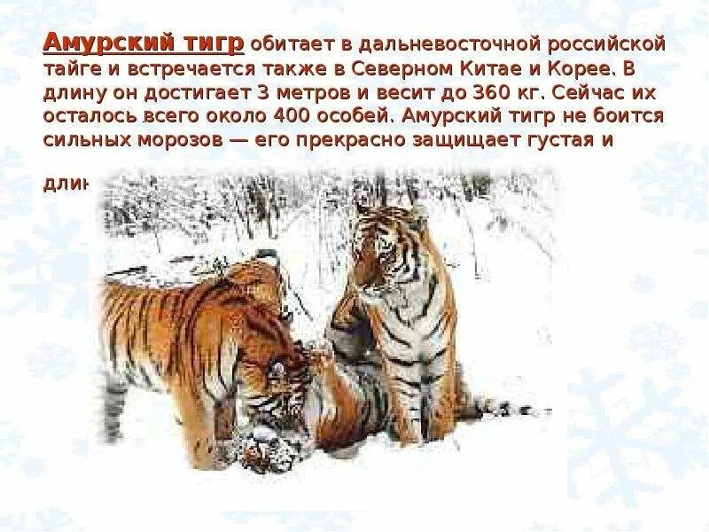 В какой среде обитают тигры. Амурский тигр обитает. амурский тигр обитание. в тайге водятся тигры. краткое описание амурского тигра.