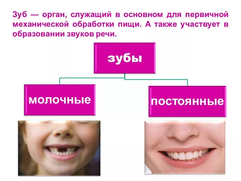Проект 3 класс зубы. Проект 3 класс зубы