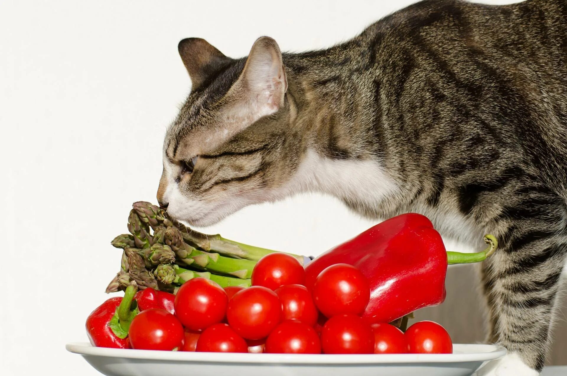 Что ест кошка в домашних условиях. Кошка и овощи. Кошка с фруктами. Еда для кошек. Кот ест овощи.