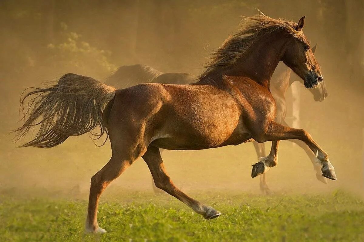Лошади на природе. Мчаться вскачь. Словосочетание со словом вскачь. С виду он как рыжий мяч только. Дикий гнедой мустанг.