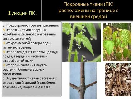 Покровные ткани органы растений