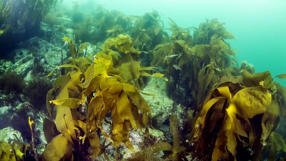 Бурые водоросли глубоководные