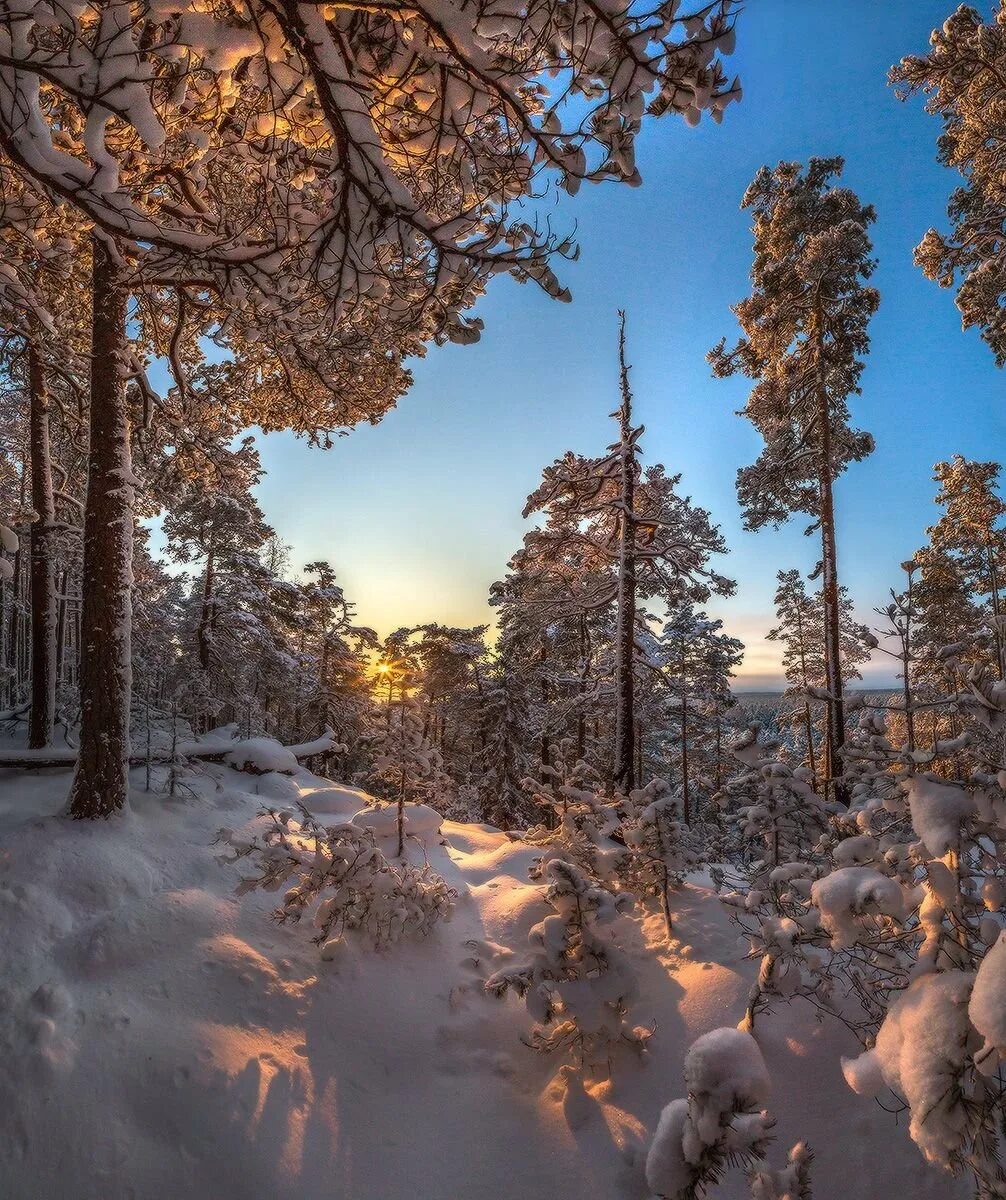 Утро в лесу зимой. Морозное утро в лесу. Зимнее утро. Рассвет в зимнем лесу. Зимой в лесу.