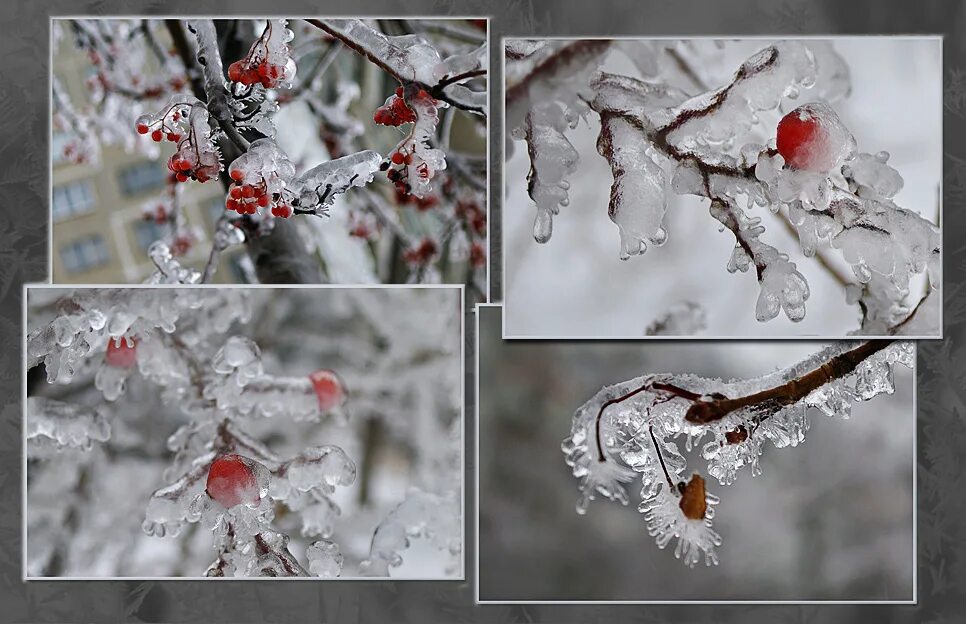 Ветка во льду стихи. Деревья зимой как стеклянные. Ветка покрыта льдом. Профиль из ледяных веток. Заледеневшая корка на снегу после короткой оттепели