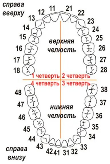 В какие дни удалять зубы. Нумерация зубов во рту у взрослого человека. Зубные ряды нумерация зубов. Нумерация зубов в стоматологии схема у взрослых. Схема зубов человека с нумерацией стоматологии.