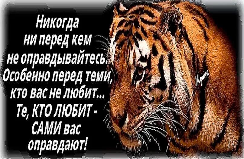 Анекдоты про тигров. Надпись тигр. Тигр со смыслом. Смешные цитаты с тигром.