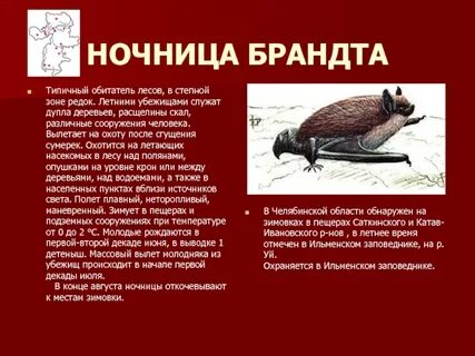 Типичный обитатель