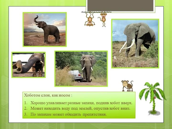 Хобот слона. Функции хобота у слона. Зачем слону хобот. Зачем слону длинный хобот. Почему слона назвали слоном