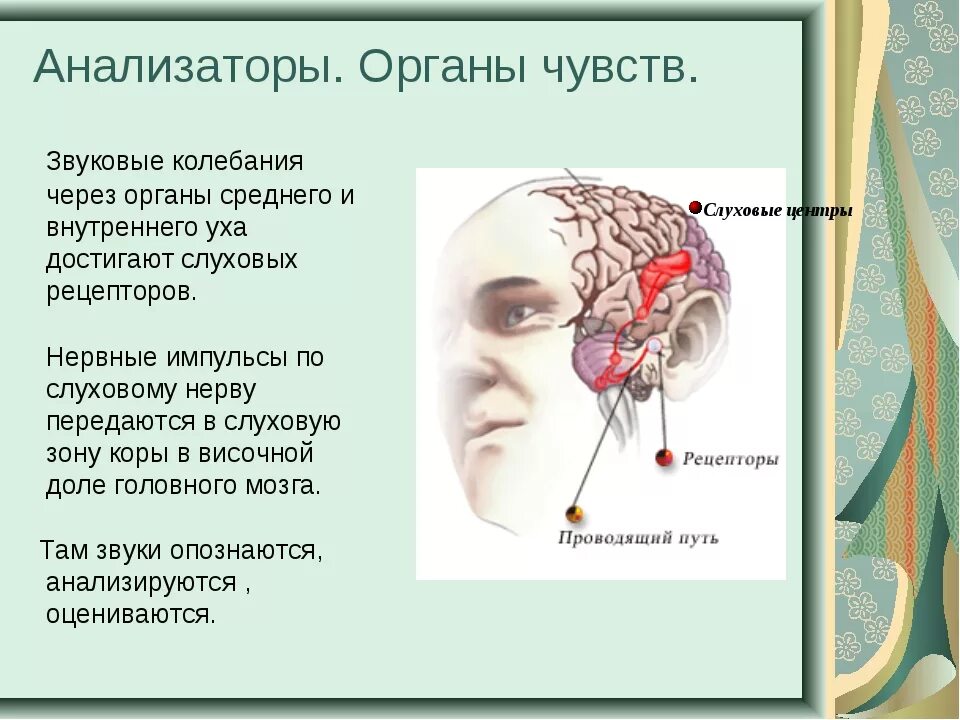 Контрольная работа по теме органы чувств анализаторы. Органы чувств. Анализаторы чувств человека. Биология органы чувств анализаторы. Сенсорные системы органы чувств анализаторы организма.