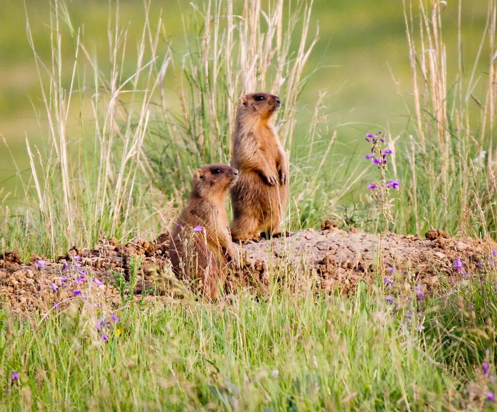 Животные обитающие в поле. Сурок степной в пензенской области. Поле и его обитатели. Животные на лугу. Норы сурков.