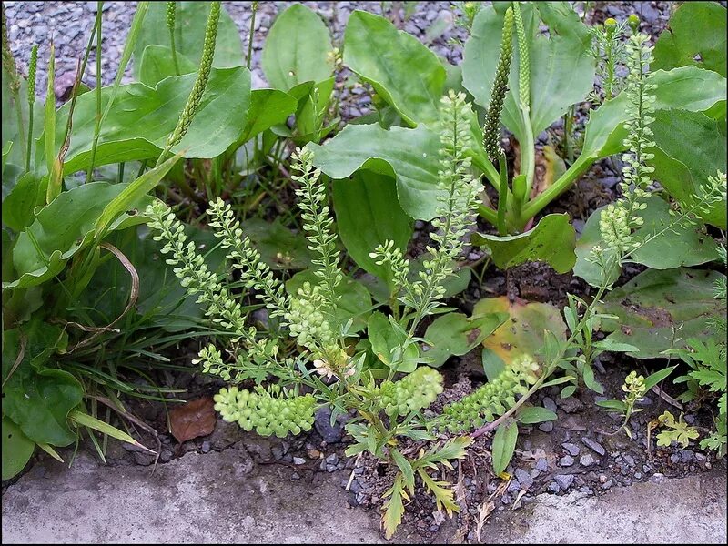 Свойства клоповника. Полевые травы клоповник. Lepidium densiflorum. Клоповник виргинский. Клоповник мусорный lepidium ruderale l.
