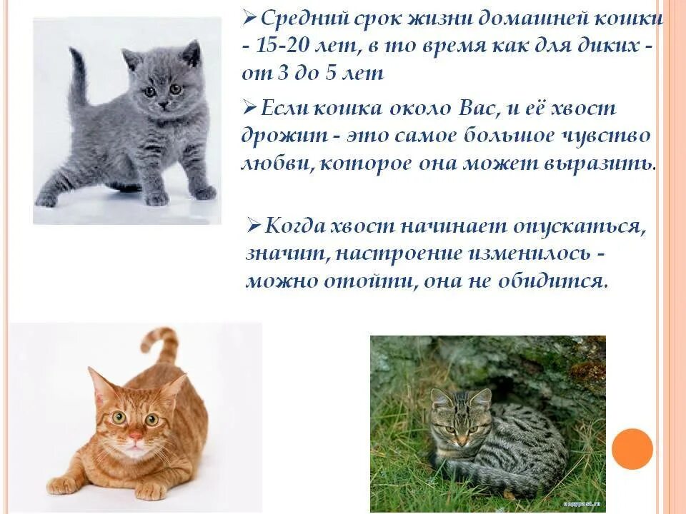 Продолжительность жизни котов. Средняя жизнь кошек домашних. Продолжительность жизни котов домашних. Средняя Продолжительность жизни домашних кошек.