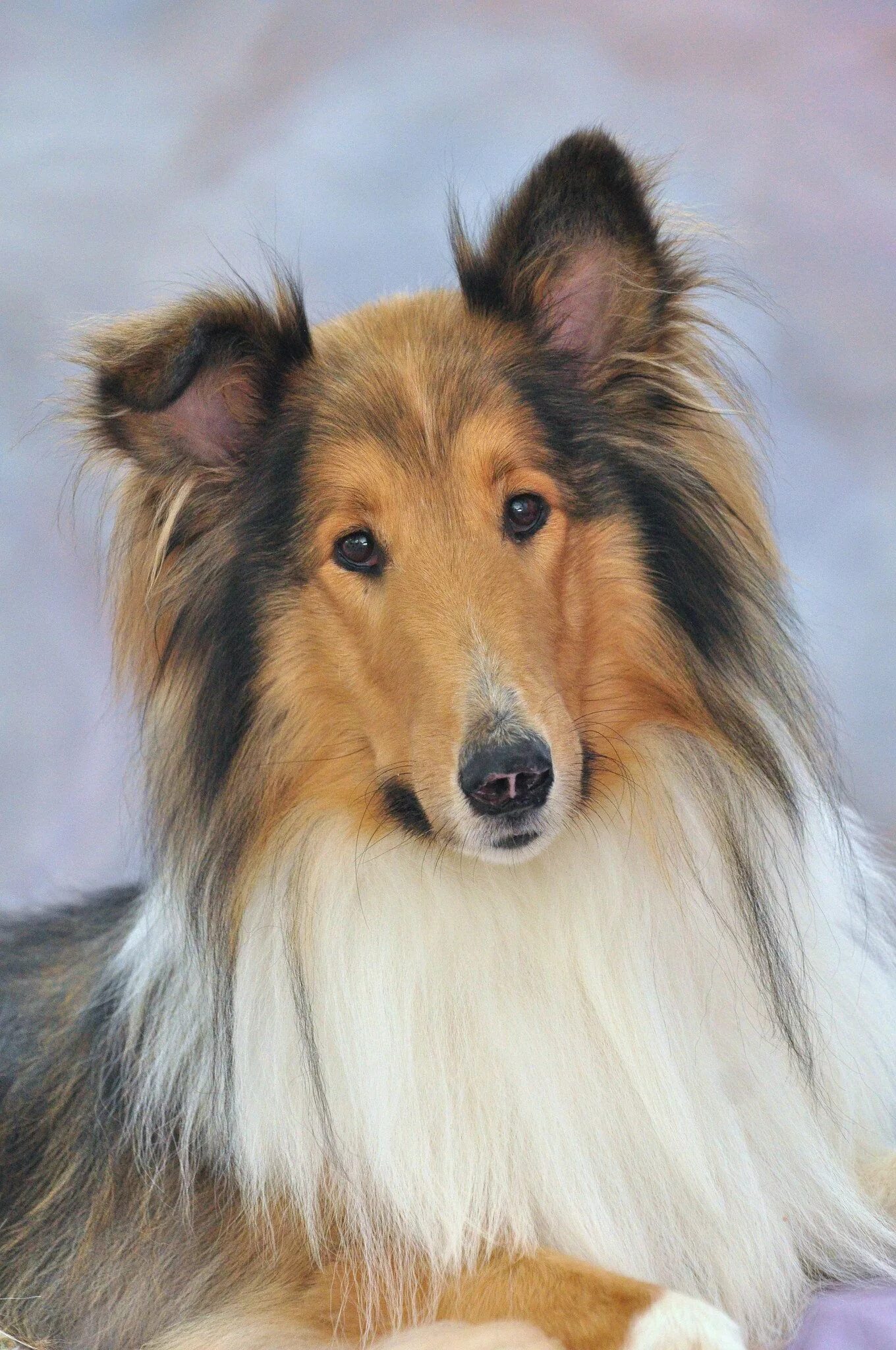 Шотландская колли длинношерстный. Собак коли. Собак коли. Шотландская колли длинношерстный. Шотландская колли длинношерстный.