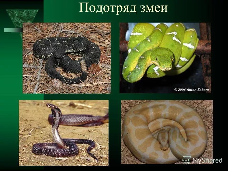 Кем является змея. Кем является змея