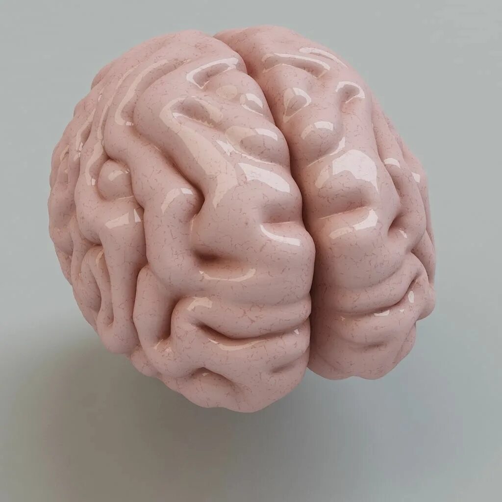 Brain model. Модель мозга объемная. Человеческий мозг 3д модель.