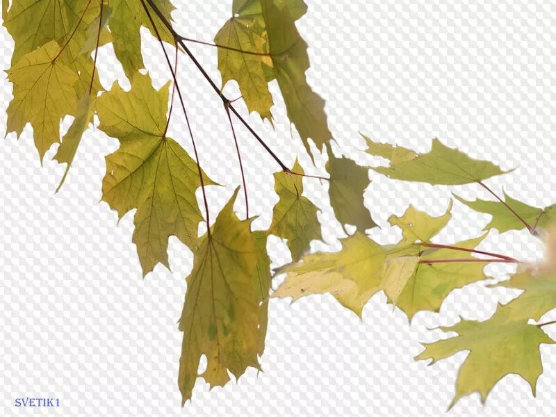 Прозрачные листья. Листья деревьев. Листья на прозрачном фоне. Скелет листа. Прозрачная листва.