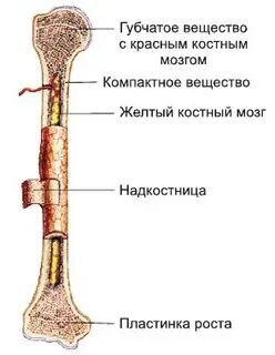 Схема строения трубчатой кости