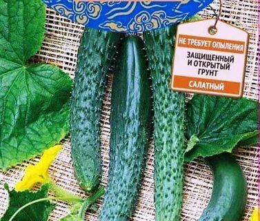 Сорт огурцов длинные китайские