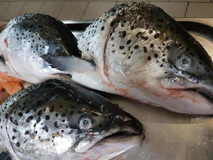 Как выглядит голова форели. Плоскоголовая форель. Как выглядит голова форели. Кумжа скелет. Как выглядит голова форели.